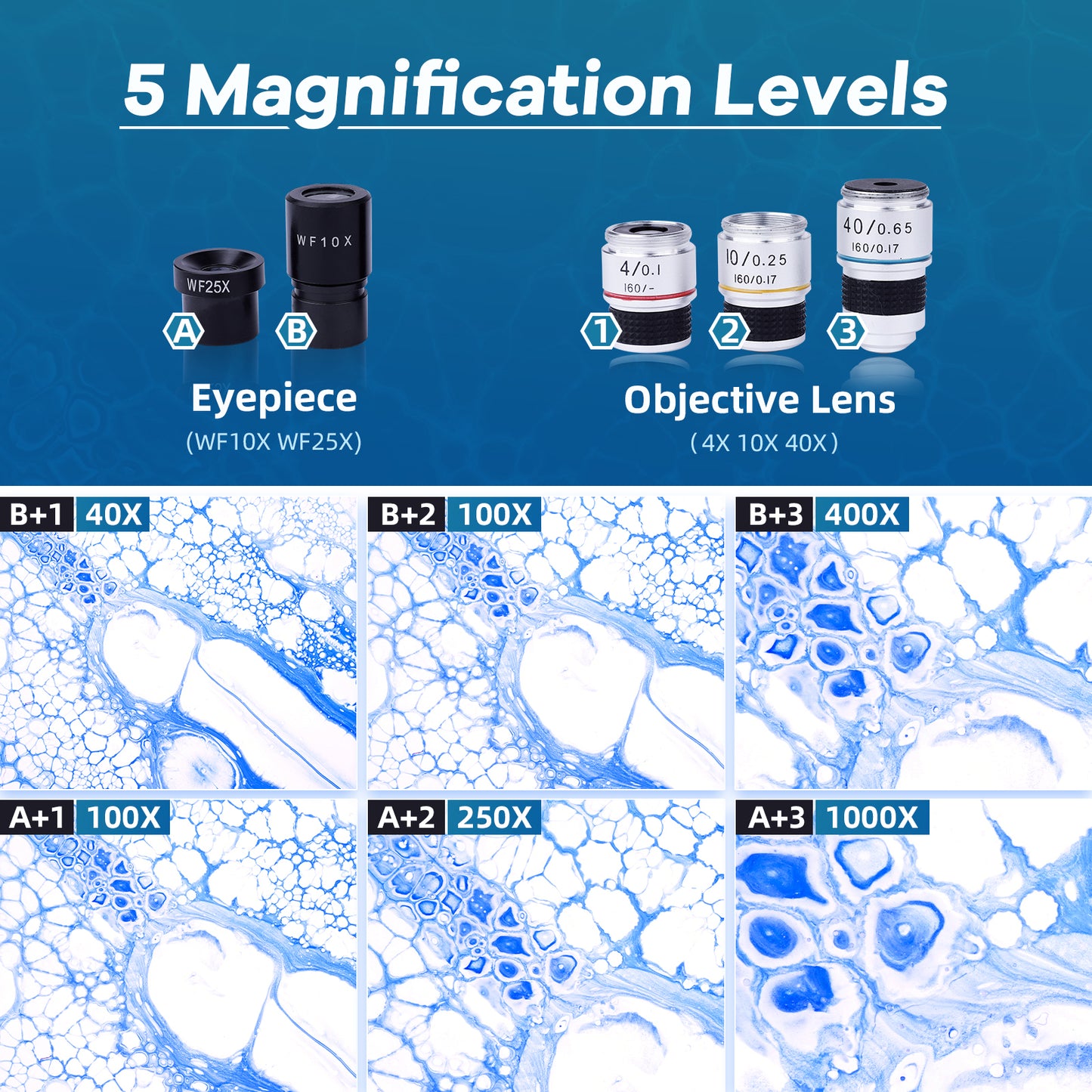 Compound Binocular Microscope, 40X-1000X Dual LED Illumination, with 10X and 25X Eyepiece and Phone Adapter