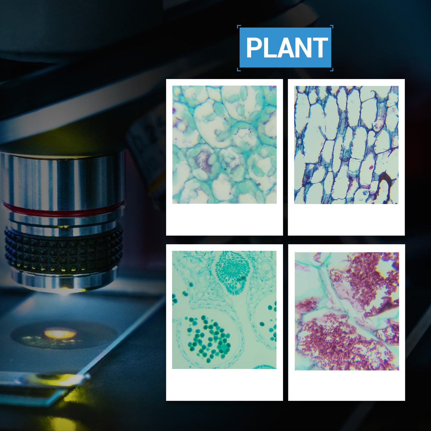 BNISE 100 Microscope Slides with Plant, Insect and Mammalian Specimens for Scientific Research and Observation by Students, Children