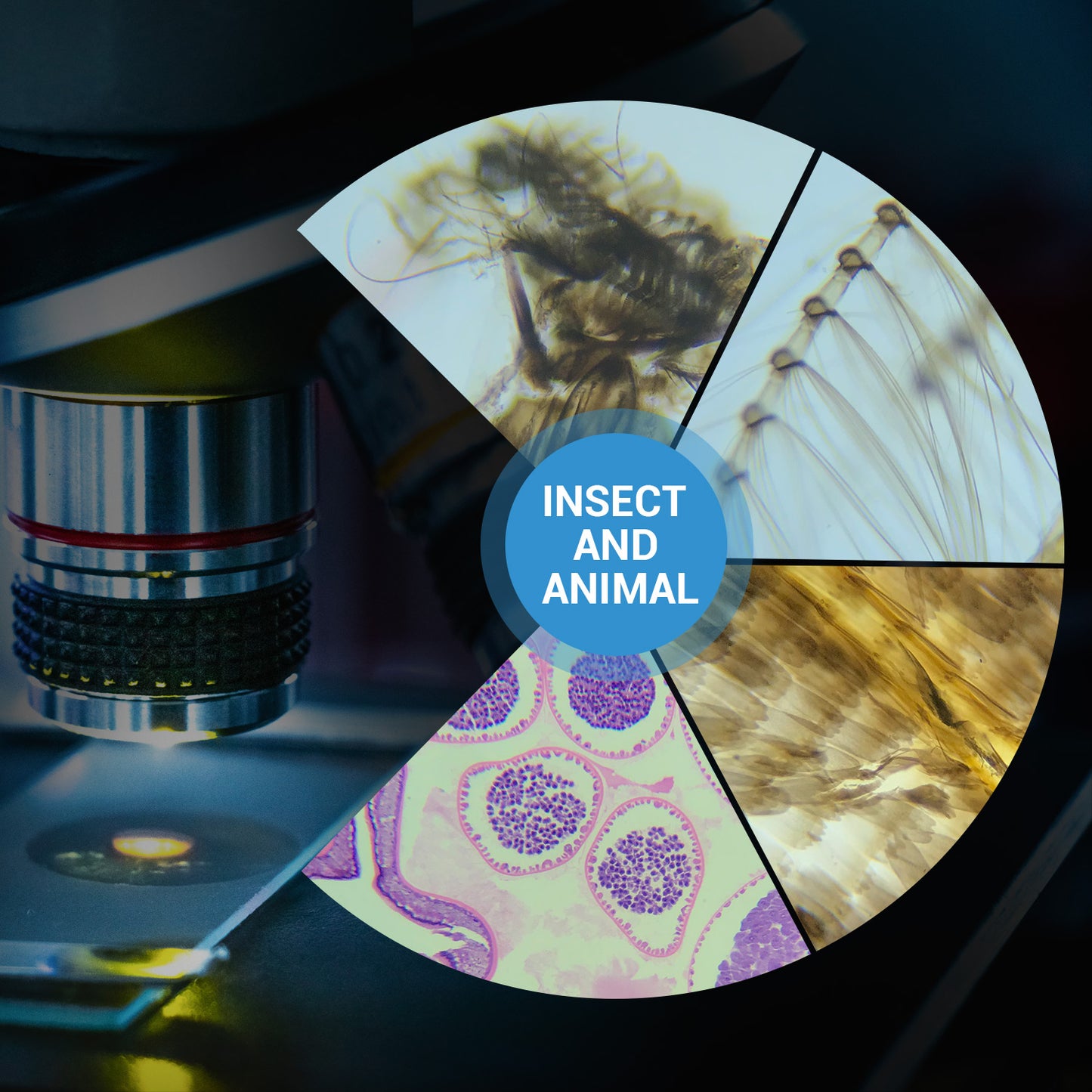 BNISE 100 Microscope Slides with Plant, Insect and Mammalian Specimens for Scientific Research and Observation by Students, Children