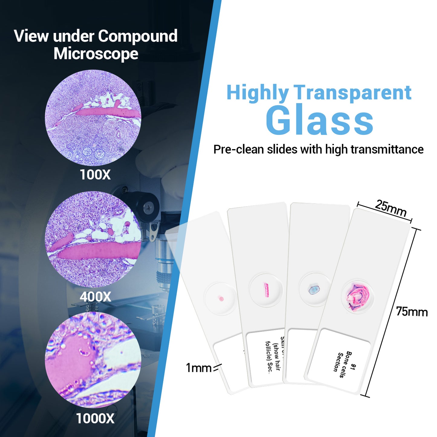 BNISE 100 Microscope Slides with Plant, Insect and Mammalian Specimens for Scientific Research and Observation by Students, Children