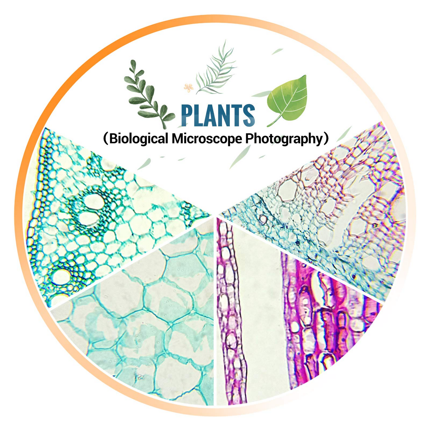 50PCS Microscope Slides Prepared Lab Specimens Biological Sample with Insects Plants Animals Bacteria Education Science