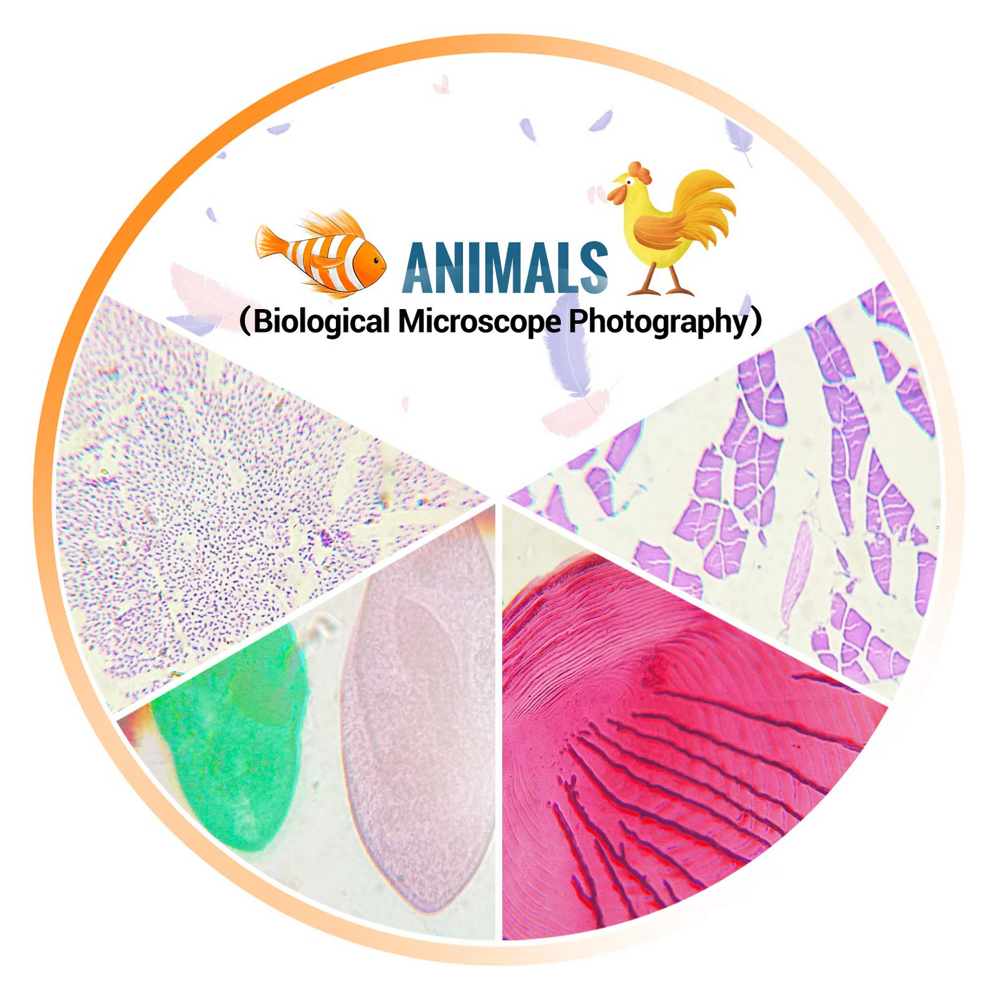 50PCS Microscope Slides Prepared Lab Specimens Biological Sample with Insects Plants Animals Bacteria Education Science